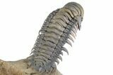 Large, Flying Crotalocephalina Trilobite - Lghaft, Morocco #381464-4